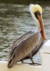 Dramatic Pelican