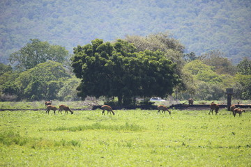 Deer in Baluran Savana Forest in Situbondo, East Java, Indonesia