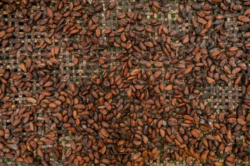 Raw cocoa beans