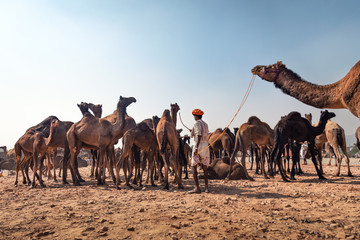 Camel fair of Pushkar with the cityscape of the town