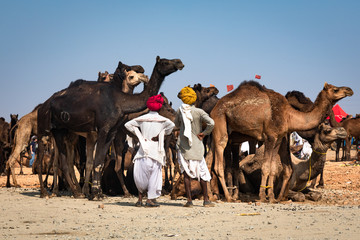 Camel fair of Pushkar with the cityscape of the town