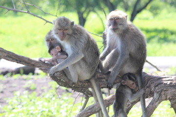Naklejka na ściany i meble Brown Monkey in the Forest of Indonesia