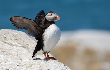 Atlantic Puffin 