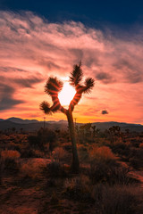 silhouette of a Joshua tree at sunset
