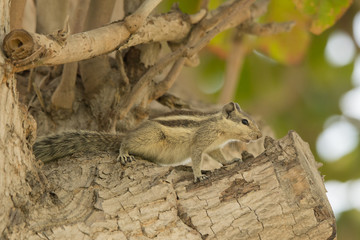 Indian palm squirrel (three-striped palm squirrel) / Funambulus palmarum