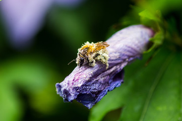Bumblebee