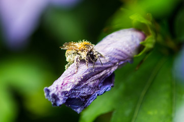 Bumblebee