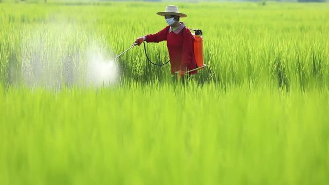 Farmers are spraying chemicals on the farm.Agriculture uses chemicals on the farm.Agricultural chemicals,Farmers use herbicides in rice fields