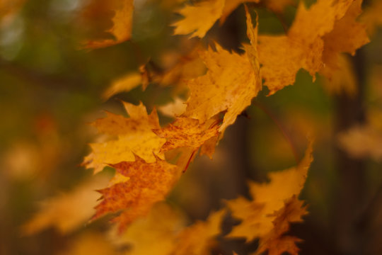 autumn leaf © Александр Еремин