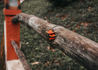 Fungi growing on the fence