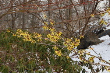 yellow blooms on witch hazel tree
