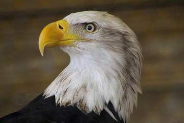 Bald Eagle II
