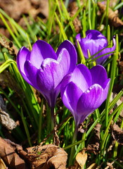 Close up purple crocus flowers. Incredible beautiful spring background.