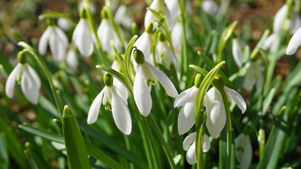     Close up beautiful white snowdrop flowers. Symbol of spring.