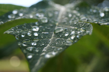 Rain on a Green Leaf