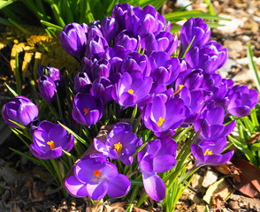 Close up purple crocus flowers. Incredible beautiful spring background.