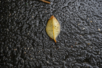 Fallen Leaf on the road