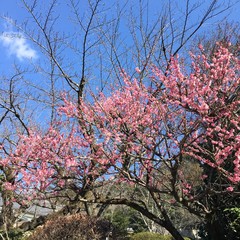 静岡・河津桜