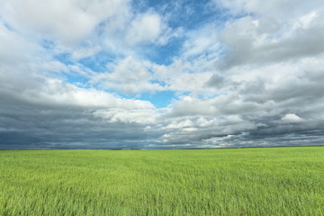 Fototapeta na wymiar green field of grass and blue sky