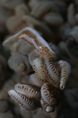 Shrimp  Hippolyte tenuicarpus. Picture was taken in Ambon, Indonesia