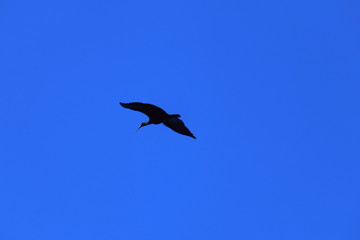 Flying Bird