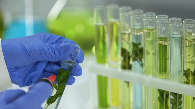 Cosmetology lab worker marking sample of plant in test tube, natural essence