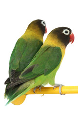 Fototapeta premium green parrot lovebird