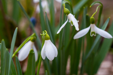 First spring flowers