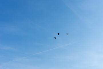 Netherlands,Wetlands,Maarken, a group of people flying kites in the sky