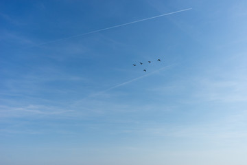 Netherlands,Wetlands,Maarken, a kite flying in the sky