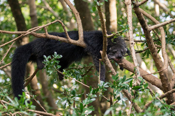 Image of a binturong or bearcat on the tree on nature background. Wild animals.