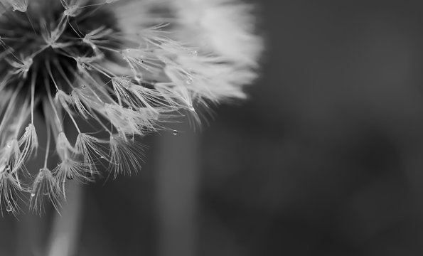 Black and white abstract dandelion background, closeup with soft focus. - Image