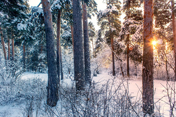 Winter snow forest trees sunset background. Red sunset in winter snow forest trees scene.