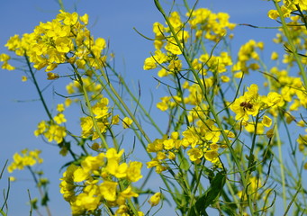 日本の菜の花と蜜蜂