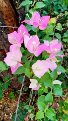 Flowers blooming volume 555555555555