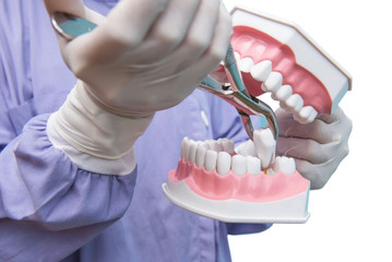 The dental model is used to Demonstration of tooth extraction by doctors. isolated on white background of file with Clipping Path . - 253912649