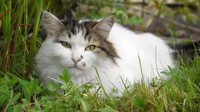 Beautiful fluffy cat is resting and lying on the green grass in summer