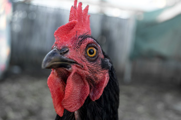 Chicken Closeup portrait