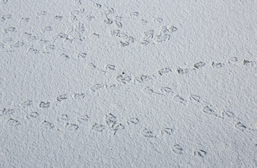 Webbed foot prints criss crossing  in a thin snow