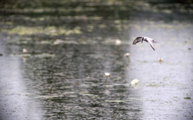 A bird is hovering over a lotus pond
