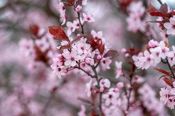 Close up plum branches in bloom with defocused background