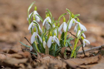 Snowdrop spring flowers. Delicate Snowdrop flower is one of the spring symbols telling us winter is leaving and we have warmer times ahead. Fresh green well complementing the white Snowdrop blossoms.