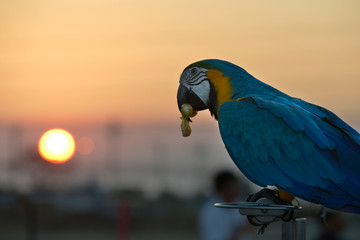 Macaw is eating orange with sun in background at twilight time