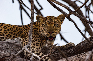 Leopard roaming its territory in the Moremi Game Reserve Botswana Africa