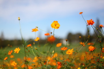 キバナコスモスの丘