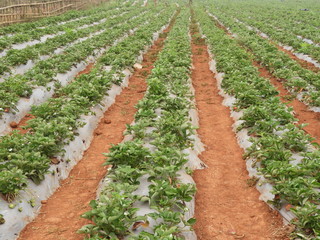 Fototapeta na wymiar strawberry form in Lambasingi