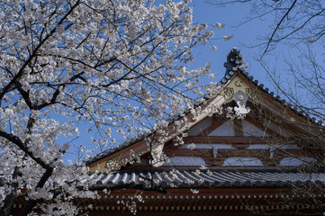 ソメイヨシノと寺院の屋根