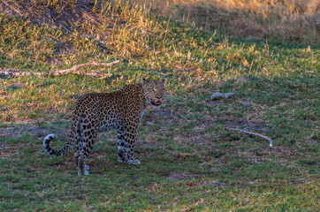 Leopard roaming its territory in the Moremi Game Reserve Botswana Africa
