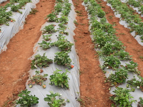 strawberry form in Lambasingi