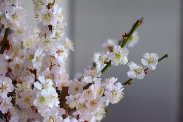 桜の写真と春の風景